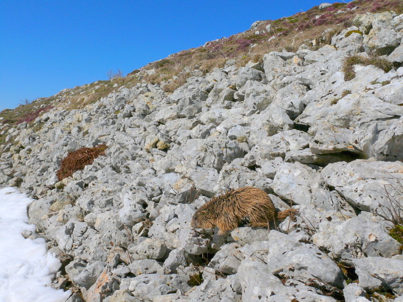 Boccoli d''oro -  Marmotte del Monte Baldo